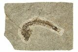 Oligocene Fossil Fish (Idrissia carpathica) - Poland #320604-1
